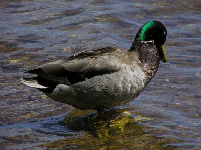 Mallard - Slapton Ley