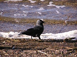 Jackdaw