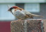 House Sparrow