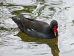 Moorhen