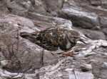 Turnstone