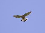 Kestrel, Mountbatten