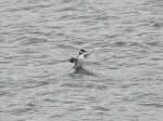 Guillemot - Plymouth Sound