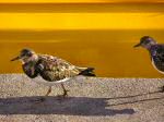 Turnstones, Padstow