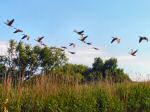 Canada Geese, Slapton Ley