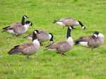 Canada Geese, Slapton Ley