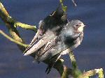 Young Swallows, Slapton ley