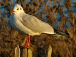 Black Headed Gull