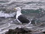 Great Black-backed Gull, Plymouth Sound