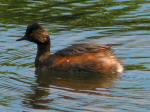 Black Necked Grebe