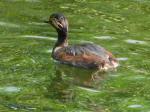 Black Necked Grebe
