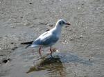 Black-headed Gull,