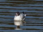 Black-headed Gull,