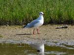 Black-headed Gull,