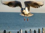 Black-headed Gull,