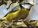 Blue Tit, Dartmoor