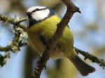 Blue Tit, Burrator, Dartmoor