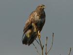 Buzzard