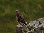 Buzzard