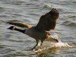 Canada Geese, Slapton Ley