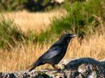 Carrion Crow