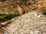 Chaffinches