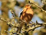 Chaffinches