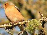 Chaffinches