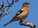 Chaffinches