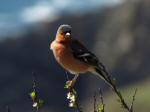 Chaffinch