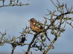 Chaffinches