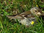 Female Chaffinch