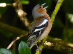 Chaffinch