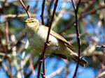 Chiffchaff