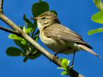 Chiffchaff