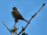 Cirl Bunting