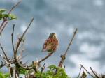 Cirl Bunting