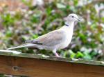 Collared Doves