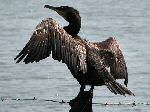 Cormorant, Slapton Ley