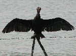 Cormorant, Slapton Ley