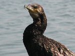 Cormorant, Slapton Ley