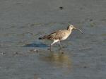 Curlew, Bowcombe Creek