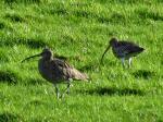 Curlew, River Plym