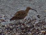 Curlew, Wembury