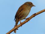 Dunnock