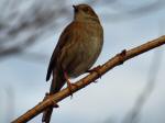 Dunnock