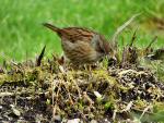 Dunnock