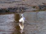 Little Egret, Kingsbridge