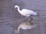 Little Egret, Kingsbridge