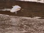 Little Egret, Kingsbridge